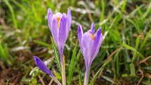 Beauty of spring crocus flowers bloom in fresh green meadow in sunny morning Grow Time lapse
