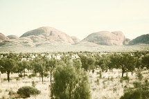 trees in the outback 