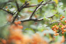pumpkin berries on a branch 