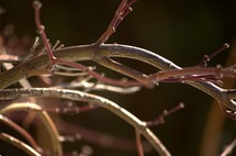 closeup of twigs