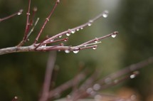water drops on branches