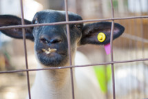 face of a lamb 