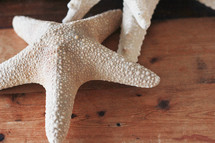 star fish and sea shells 