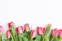 Border of pink tulips on a white background with copy space