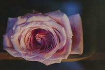 pink rose closeup 