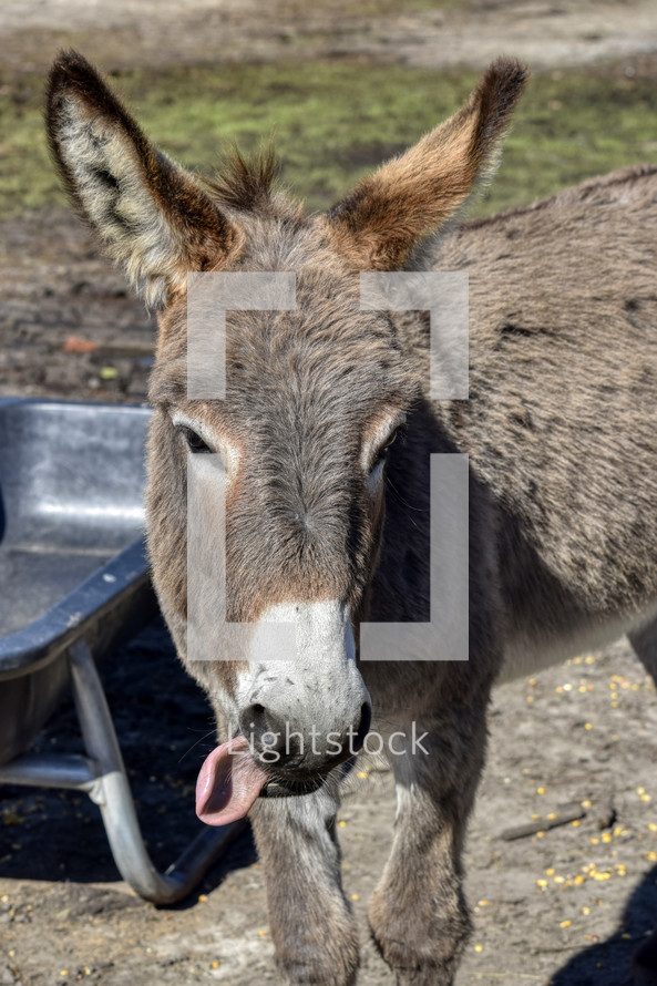 silly donkey sticking it's tongue out 