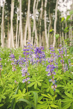 wildflowers on a forest floor 