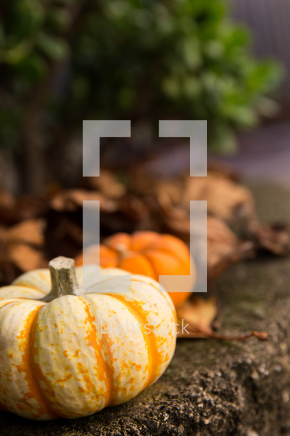 fall pumpkins 