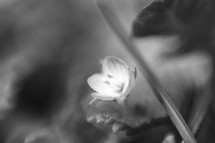 small flower in black and white 