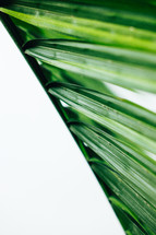 Macro shot of a palm branch on a white backdrop.