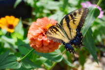 a butterfly on a peach flower 