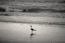 seagull on the beach 