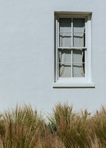 tall grasses and exterior window 