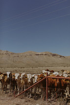 cattle in a prairie 