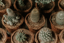 cactus houseplants 