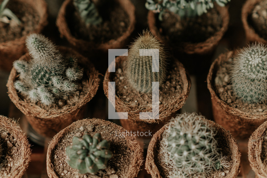 cactus houseplants 
