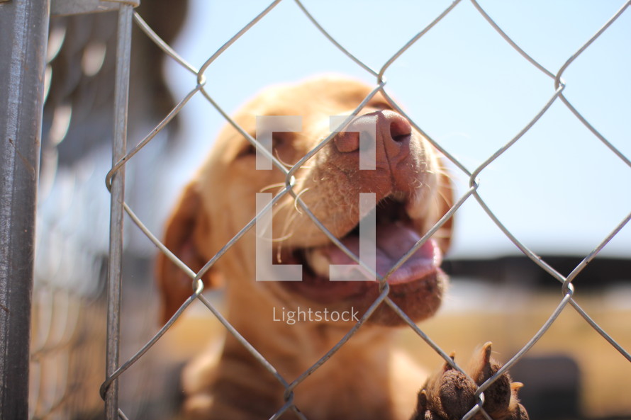 dog looking through a fence 