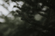 pine boughs 