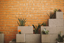 cactus in mason blocks 