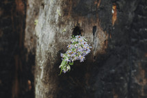 flowers on a burnt stump 