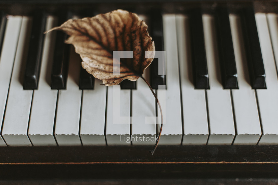 fall leaf on a piano 