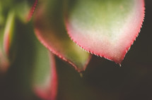 green and red succulent plant leaves 