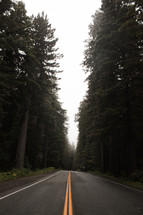 center lines on a road through a forest 