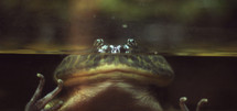 big mouth frog 