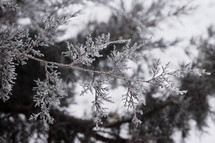 pine branch and snow 