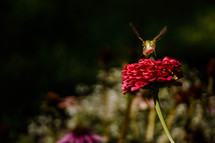 a hummingbird on a flower 