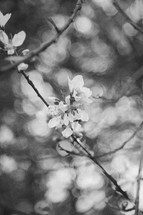 spring blossoms in black and white 