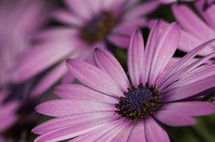 Close-up of purple daisy flowers.