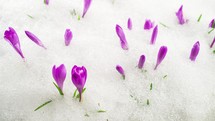 Crocus flowers blooming on snowy meadow in spring time lapse
