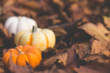 pumpkins in brown fall leaves 