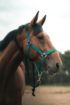 Brown horse wearing a head collar, stallion mare pony equestrian photo