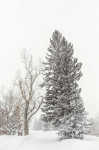 winter trees 