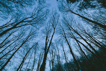 looking up to the tops of trees in a forest 