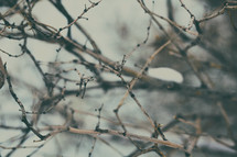 winter twigs 