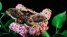 European night butterfly - Saturnia pyri, giant peacock moth sits on lilac branch. Amazing rare insect species from Red book. High quality