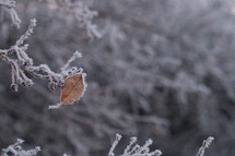frost on branches 