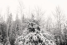 a b&w winter forest landscape