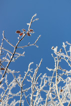 frosty branches against a blue sky 