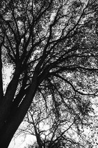 branches of a tree in black and white 