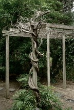 twisted tree growing up an arbor 