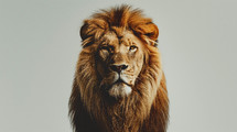 A lion close up on a light background