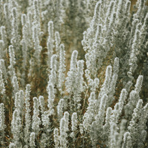 white fuzzy flowers in a field 