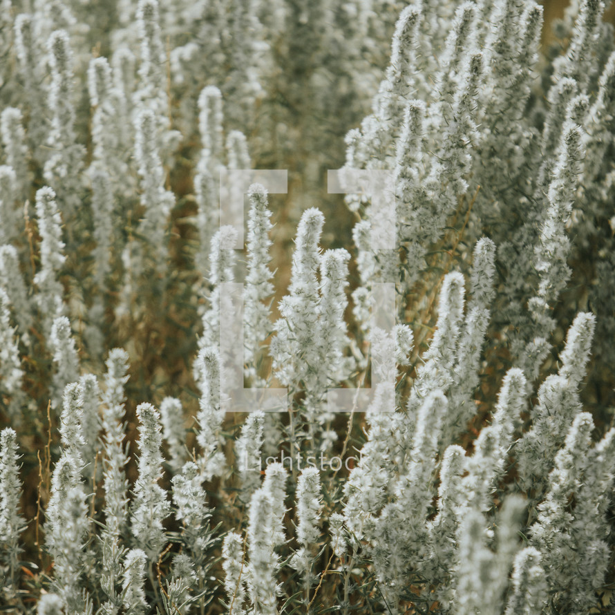 white fuzzy flowers in a field 