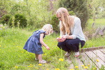 a little girl picking dandelions with mom 