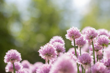 pink chive flowers 