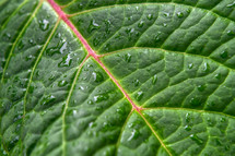 green wet leaf backdrop 